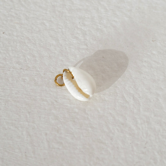 Real Seashell