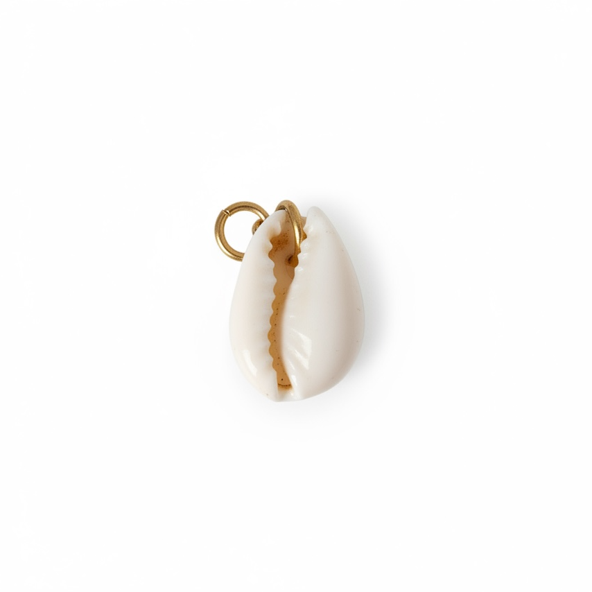 Real Seashell