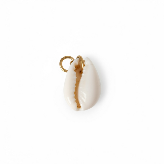 Real Seashell